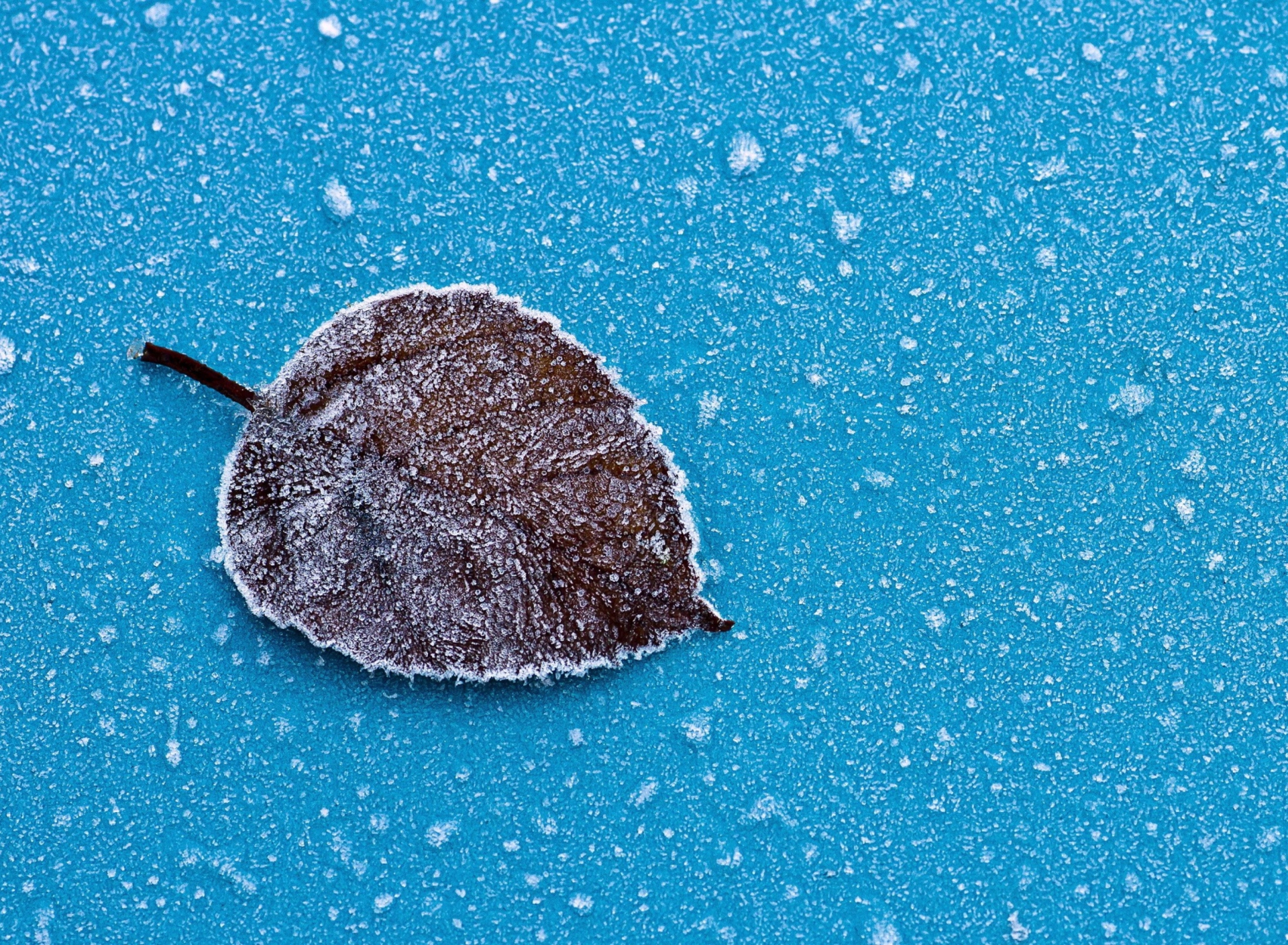 Sfondi Frozen Leaf 1920x1408