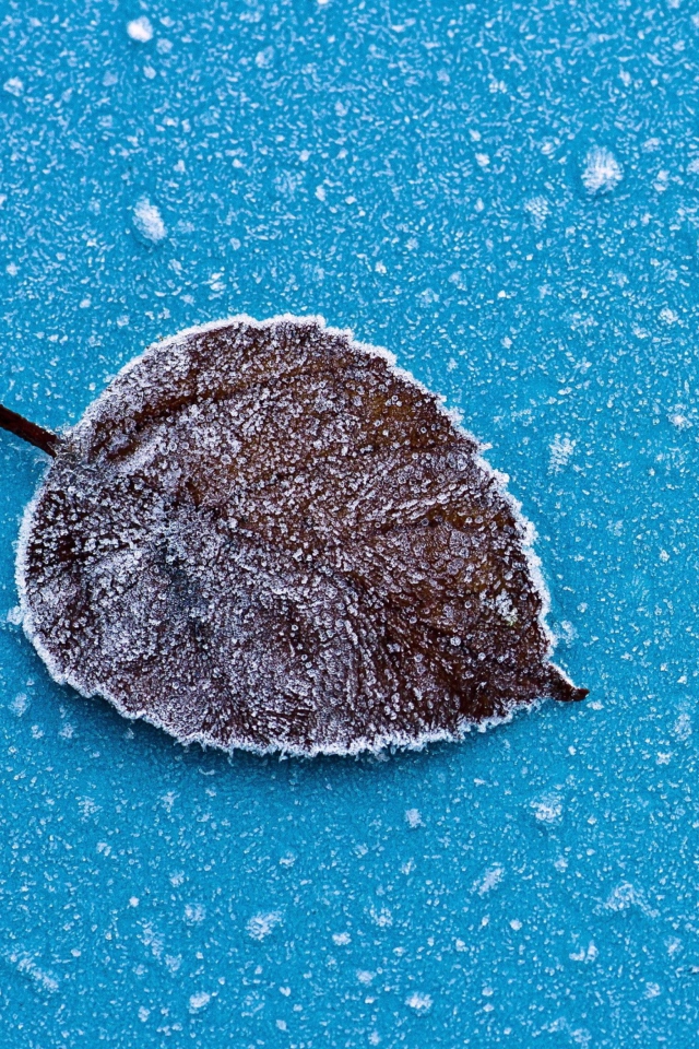 Das Frozen Leaf Wallpaper 640x960
