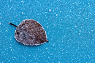 Frozen Leaf - Obrázkek zdarma pro 1024x600