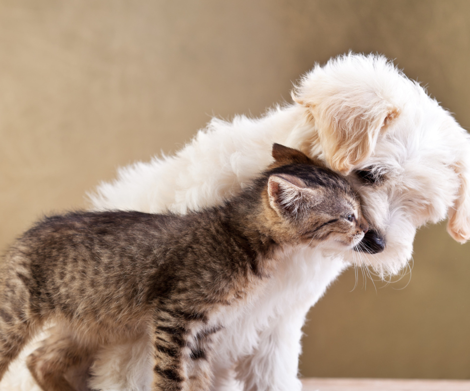 Dog Cat Love screenshot #1 960x800