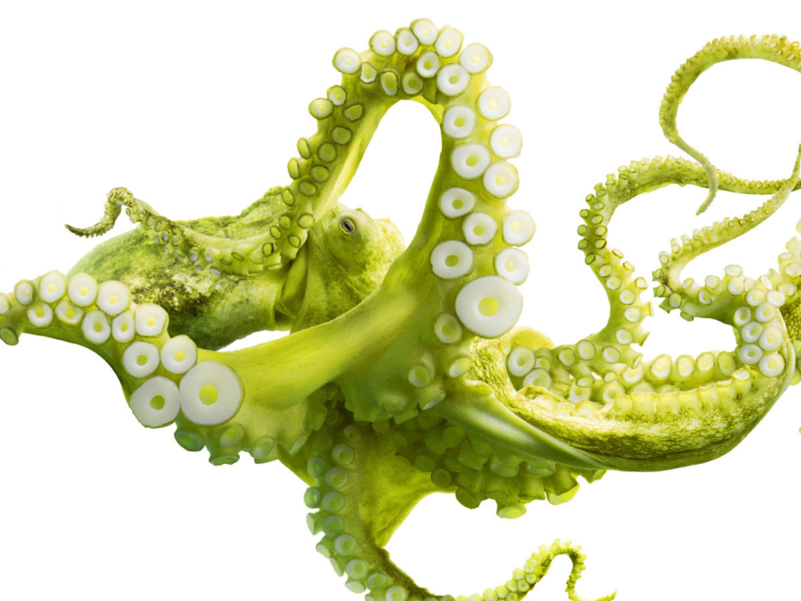Green Octopus wallpaper 1152x864