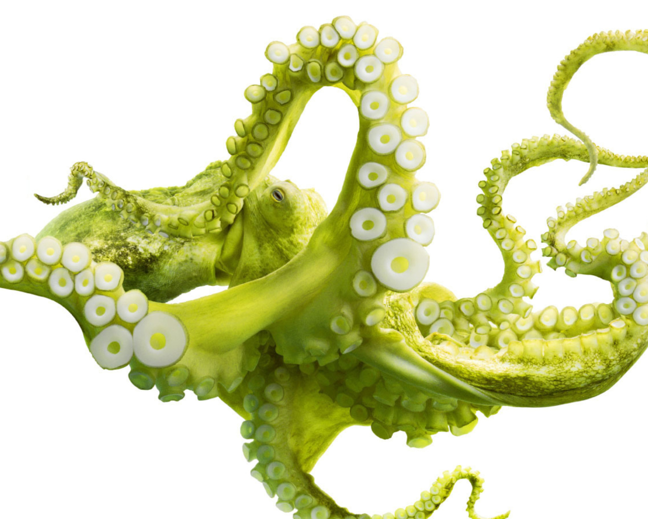 Screenshot №1 pro téma Green Octopus 1280x1024