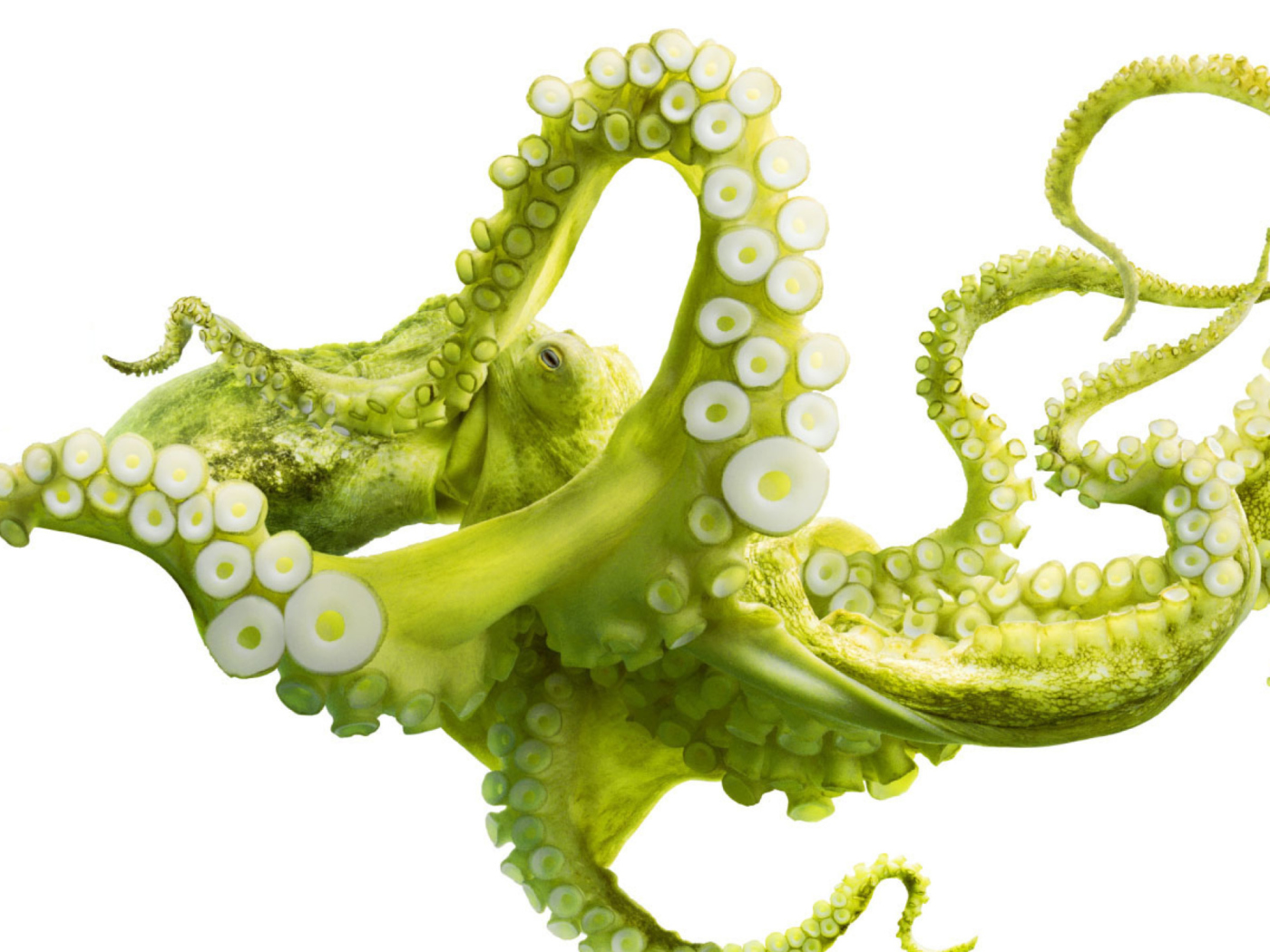 Green Octopus wallpaper 1400x1050