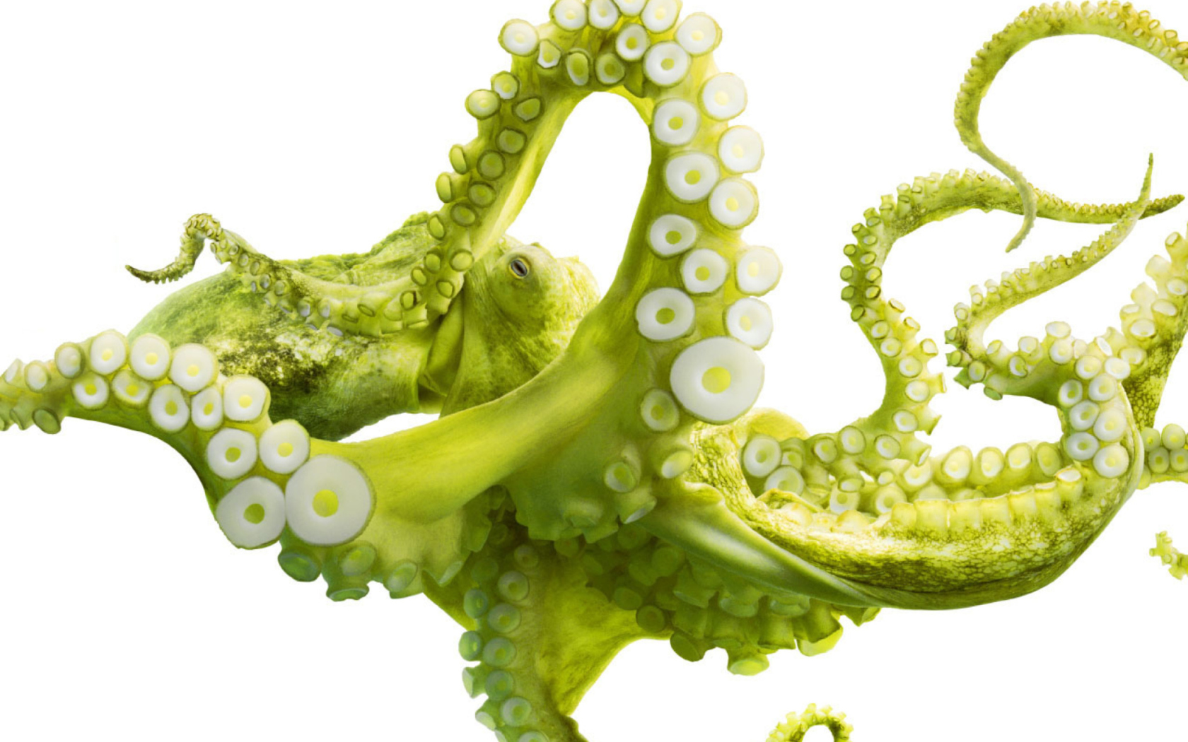 Screenshot №1 pro téma Green Octopus 1680x1050