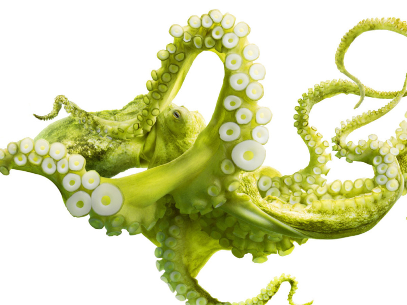 Green Octopus wallpaper 800x600