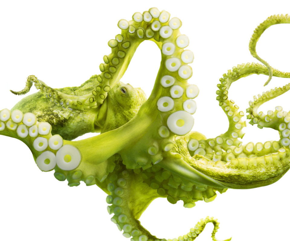 Das Green Octopus Wallpaper 960x800