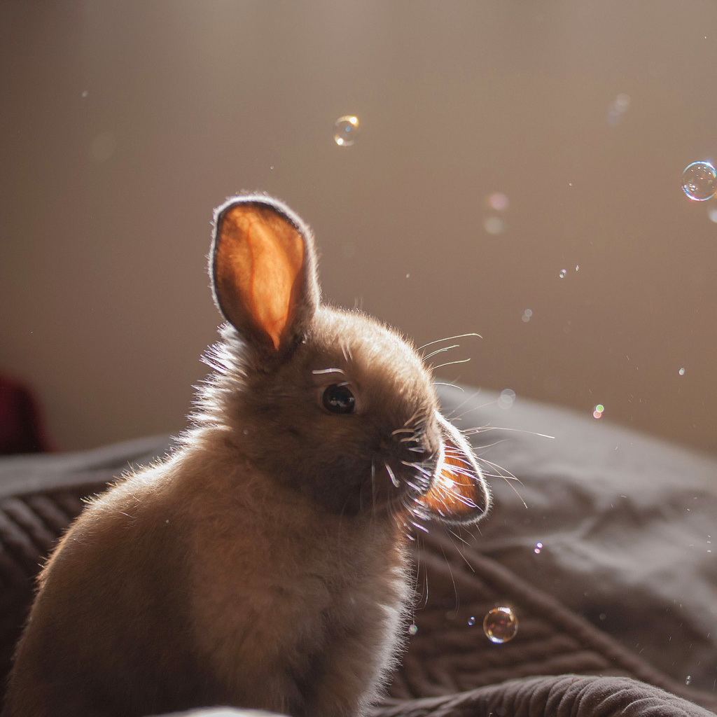 Grey cutest bunny wallpaper 1024x1024