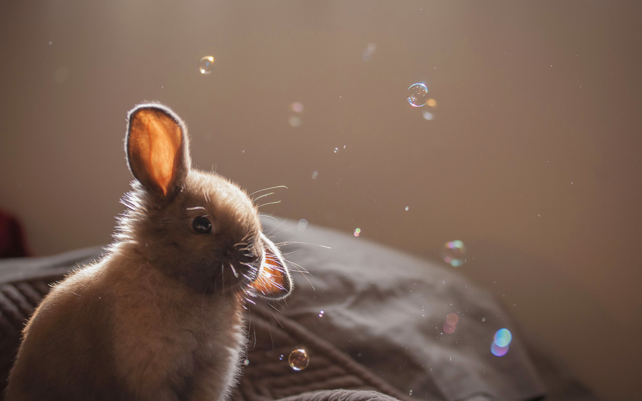 Das Grey cutest bunny Wallpaper 1280x800