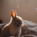 Screenshot №1 pro téma Grey cutest bunny 128x128