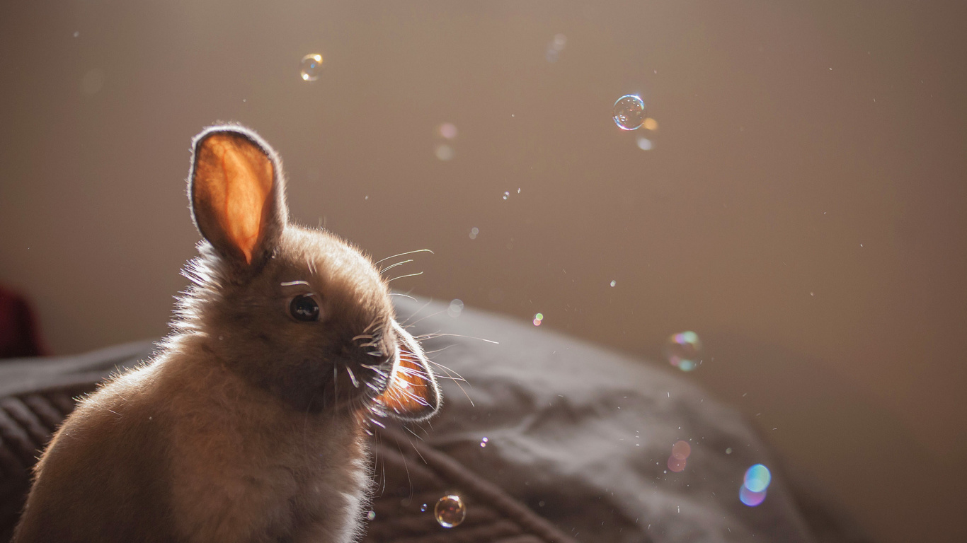 Das Grey cutest bunny Wallpaper 1366x768
