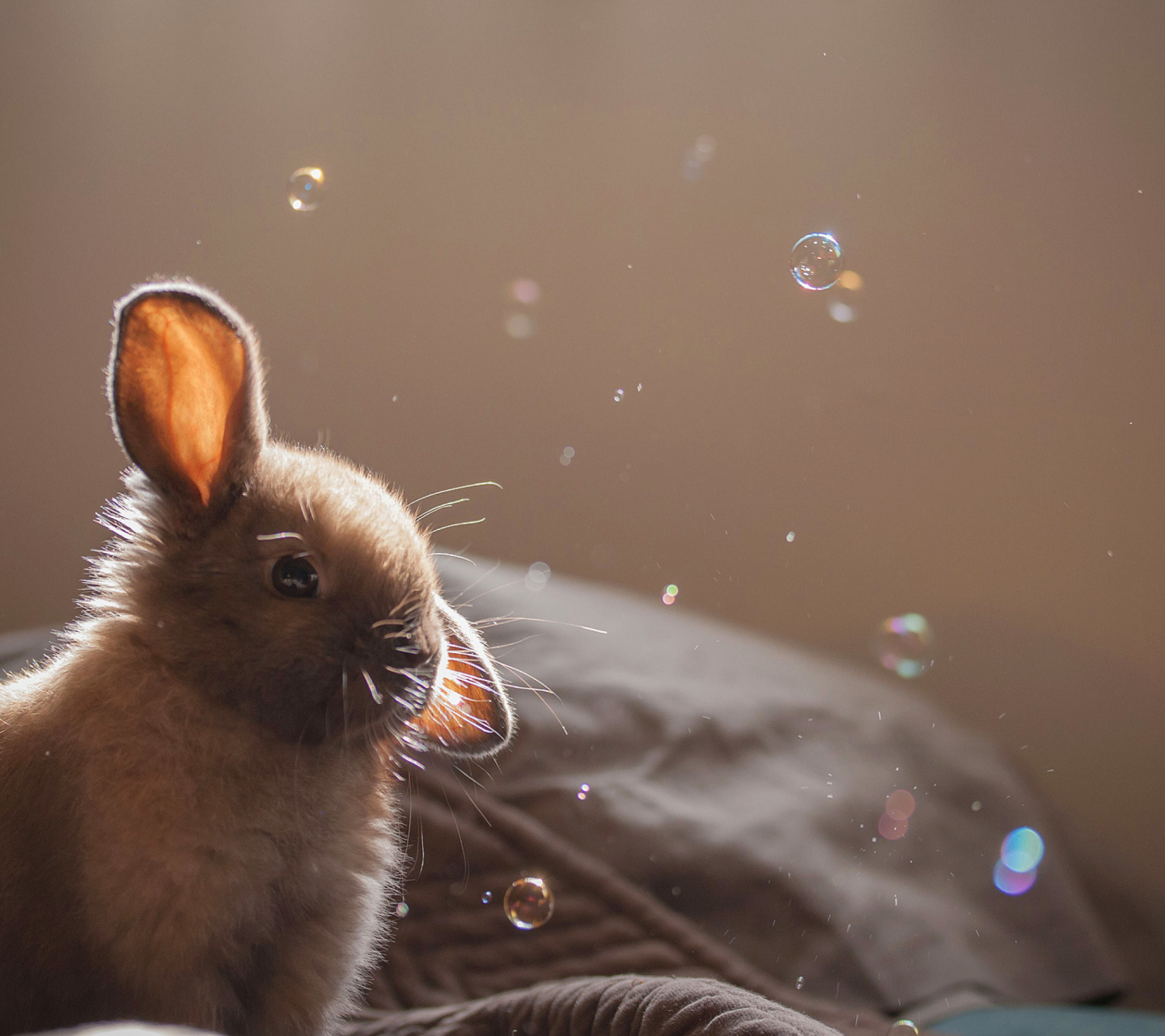 Fondo de pantalla Grey cutest bunny 1440x1280