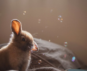 Grey cutest bunny wallpaper 176x144