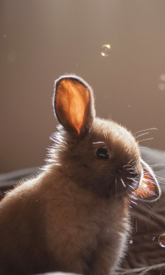 Fondo de pantalla Grey cutest bunny 240x400