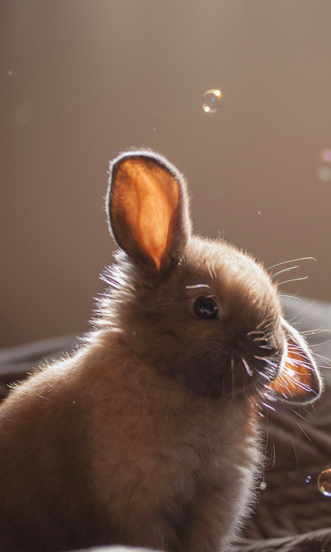 Das Grey cutest bunny Wallpaper 480x800