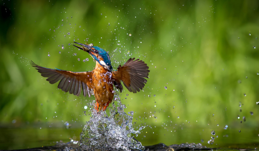 Fondo de pantalla Common Kingfisher 1024x600