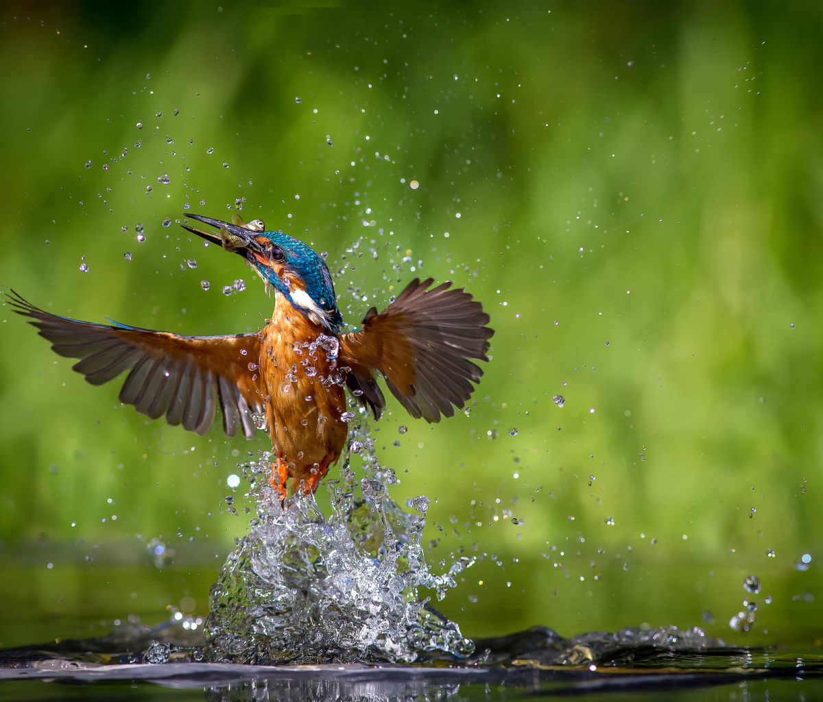 Common Kingfisher wallpaper 1200x1024