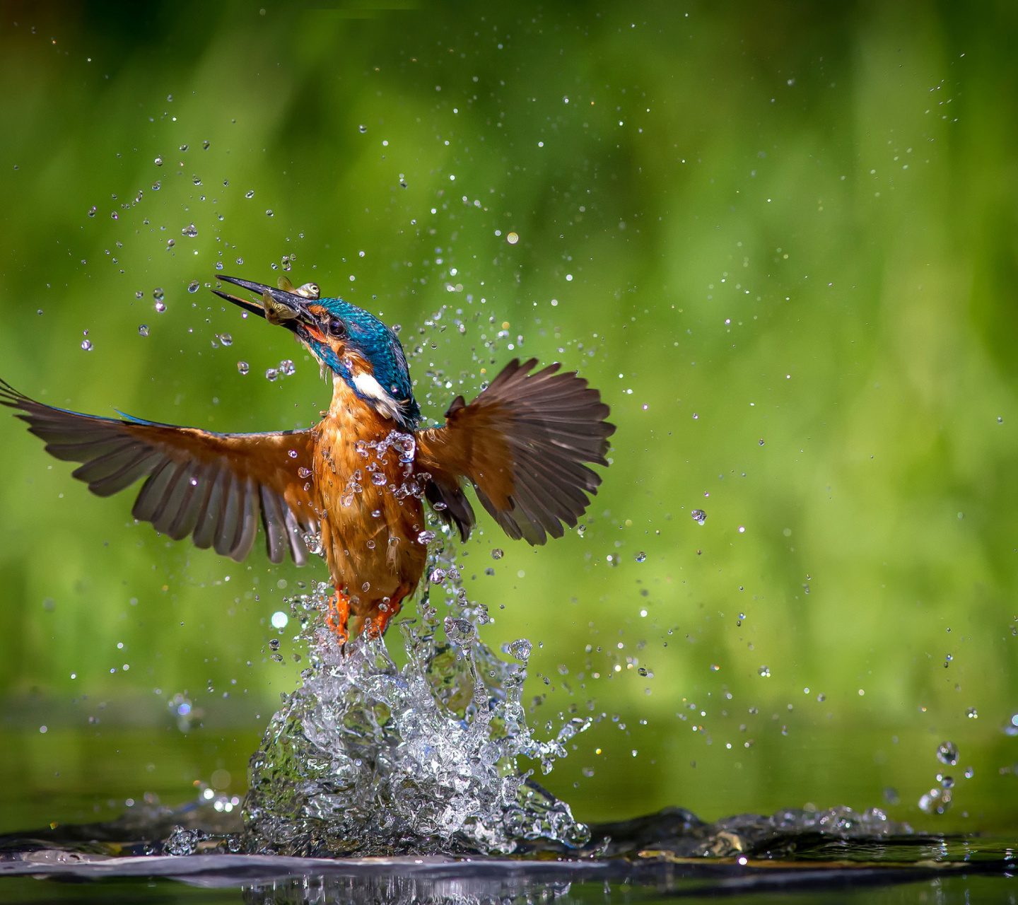 Sfondi Common Kingfisher 1440x1280