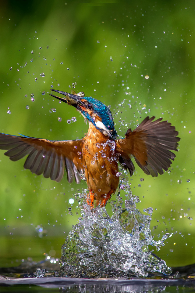 Common Kingfisher screenshot #1 640x960