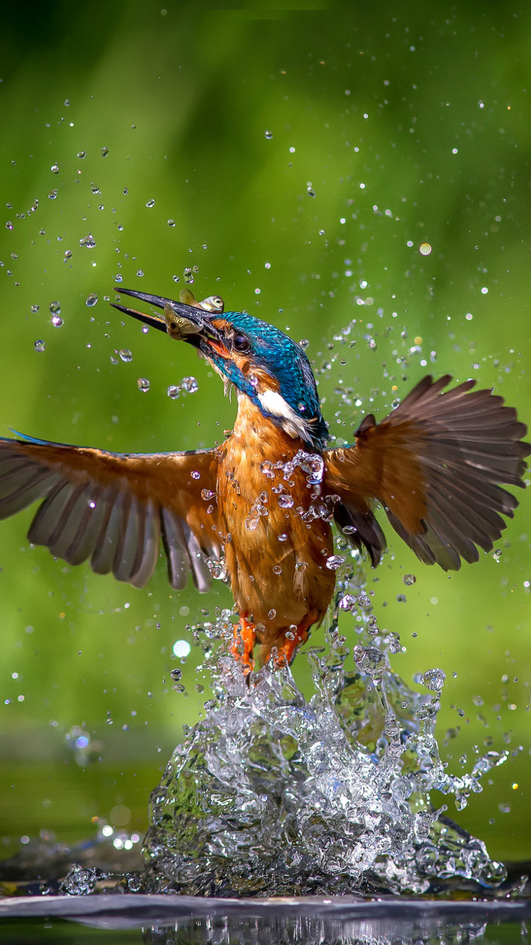 Sfondi Common Kingfisher 750x1334