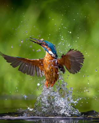 Common Kingfisher sfondi gratuiti per 640x1136