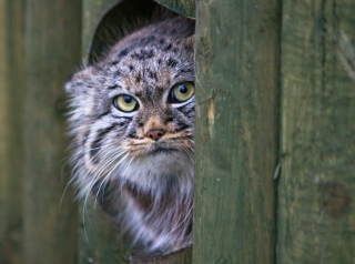Pallas's Cat Or Manul Wallpaper for Android, iPhone and iPad