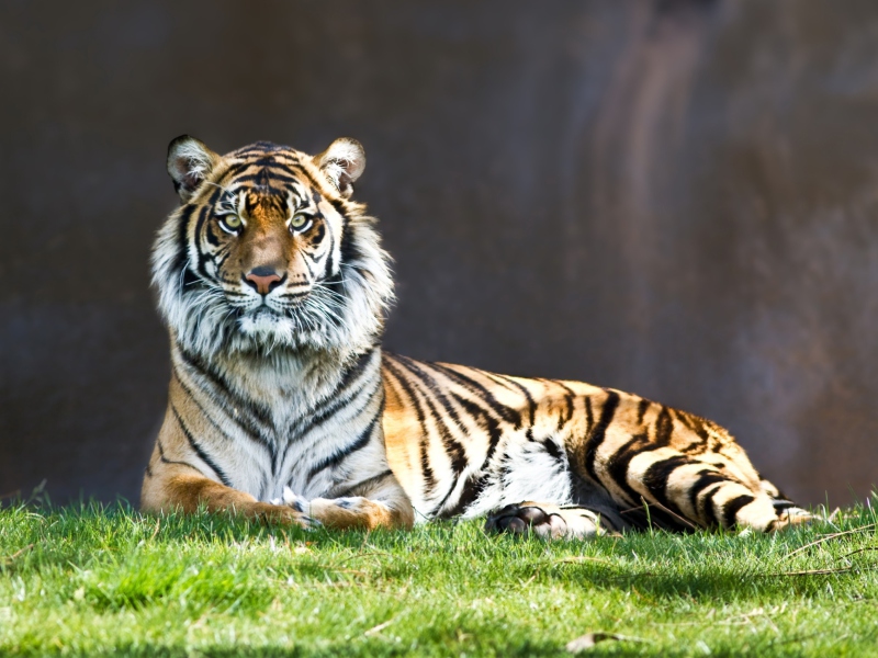 Sfondi Tiger Staring 800x600