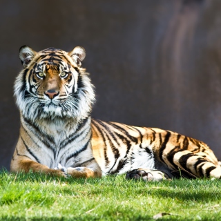 Tiger Staring sfondi gratuiti per 1024x1024