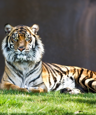Tiger Staring - Obrázkek zdarma pro 128x160