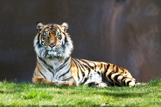 Tiger Staring - Obrázkek zdarma 