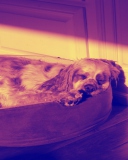 Screenshot №1 pro téma Sleeping Dog 128x160