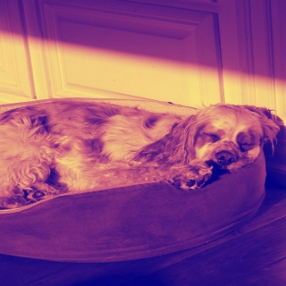 Sleeping Dog - Obrázkek zdarma pro iPad