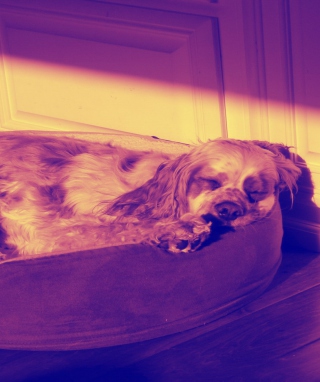Sleeping Dog - Obrázkek zdarma pro iPhone 5S