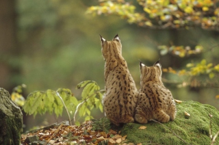 Free Lynx Family Picture for Android, iPhone and iPad