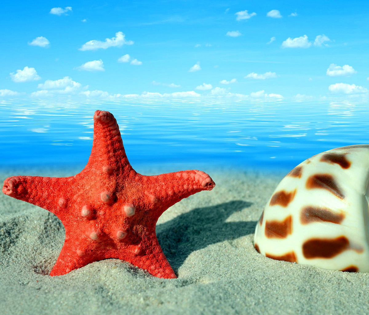 Seashell and Starfish wallpaper 1200x1024