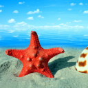 Sfondi Seashell and Starfish 128x128