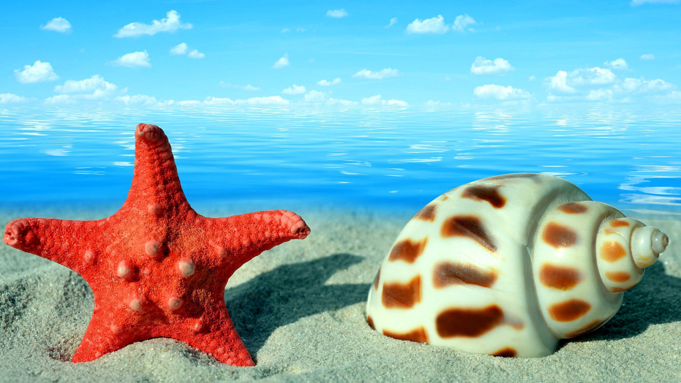 Обои Seashell and Starfish 1366x768