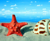 Seashell and Starfish wallpaper 176x144