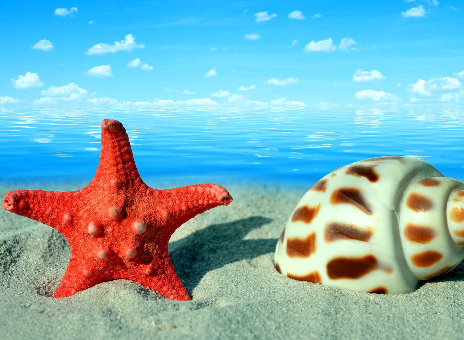 Обои Seashell and Starfish 1920x1408