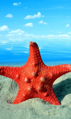 Screenshot №1 pro téma Seashell and Starfish 240x400