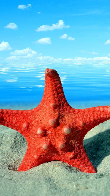 Fondo de pantalla Seashell and Starfish 360x640