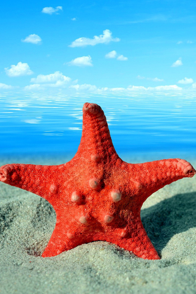 Fondo de pantalla Seashell and Starfish 640x960