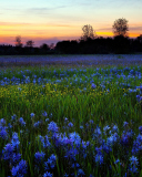 Screenshot №1 pro téma Blue Flower Field 128x160