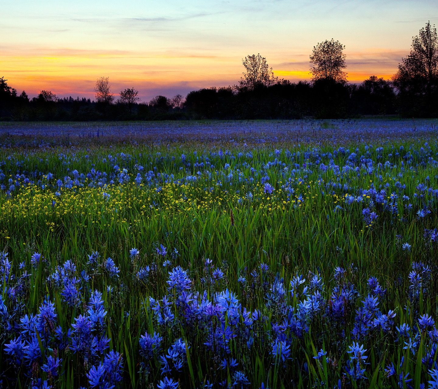 Das Blue Flower Field Wallpaper 1440x1280