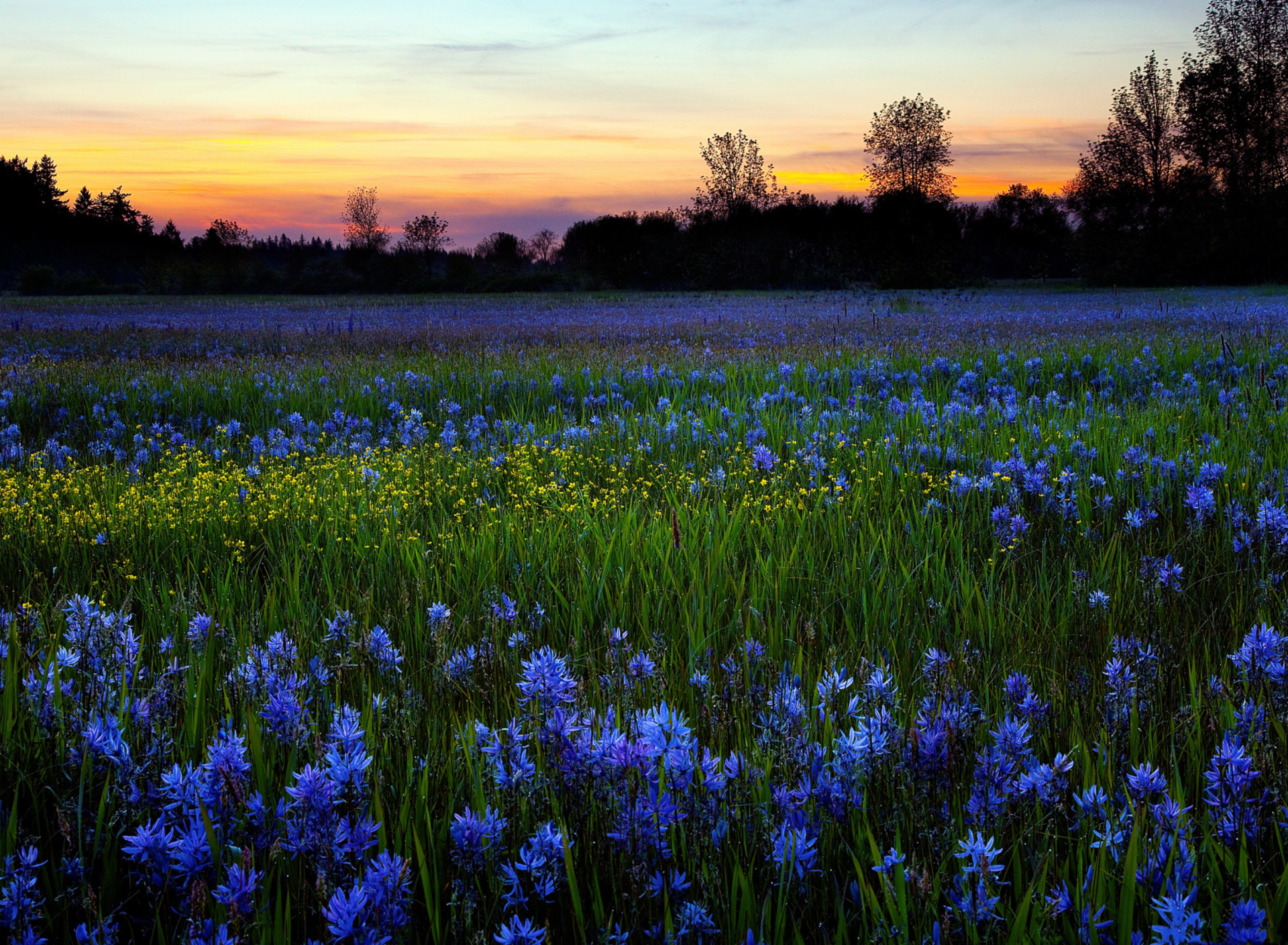 Fondo de pantalla Blue Flower Field 1920x1408