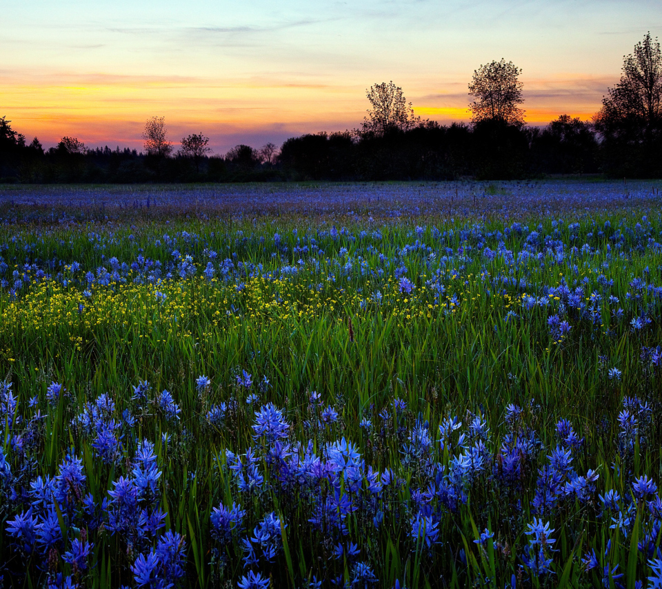 Sfondi Blue Flower Field 960x854
