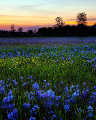 Blue Flower Field - Obrázkek zdarma pro 320x480
