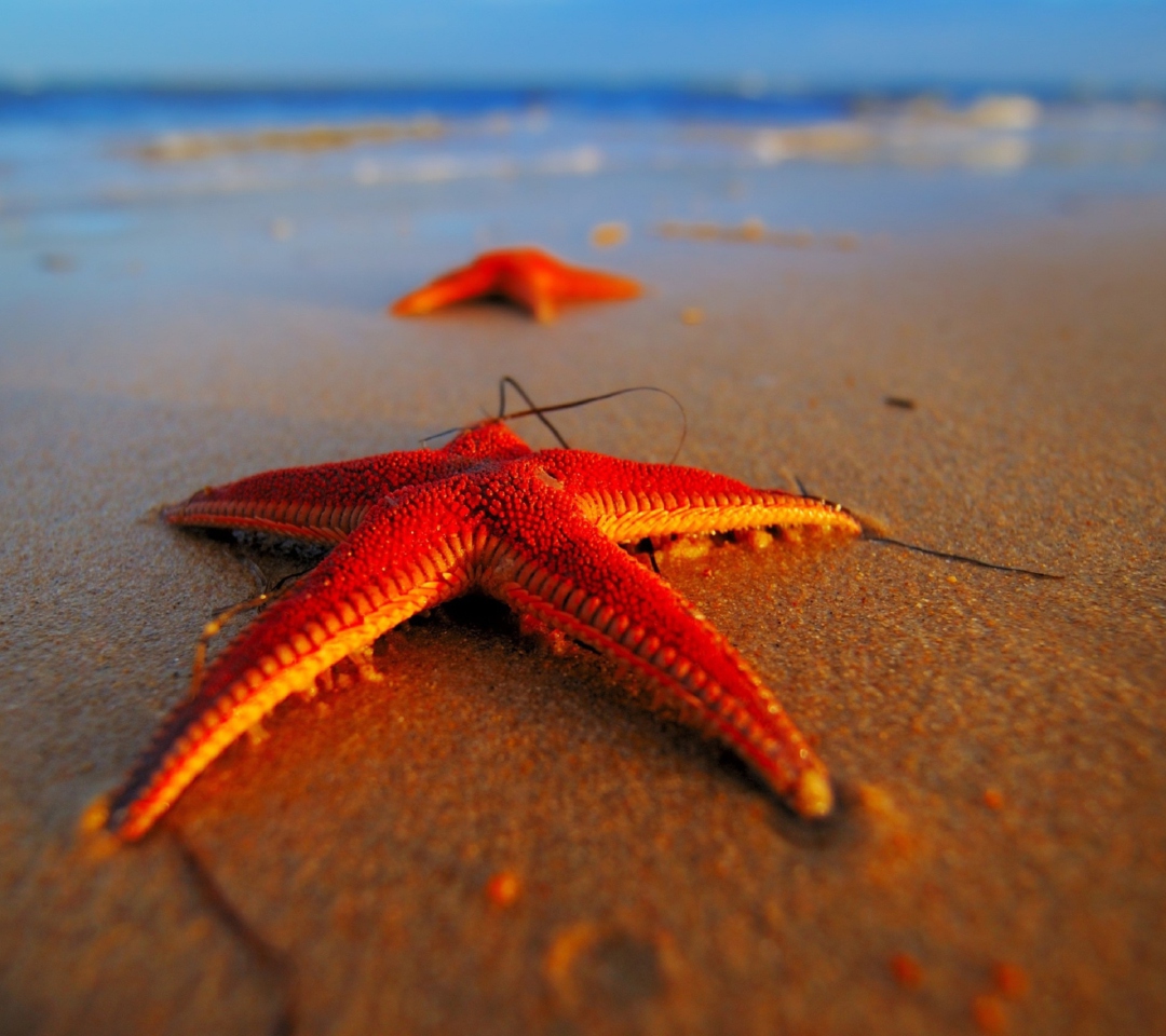 Fondo de pantalla Seastar 1080x960