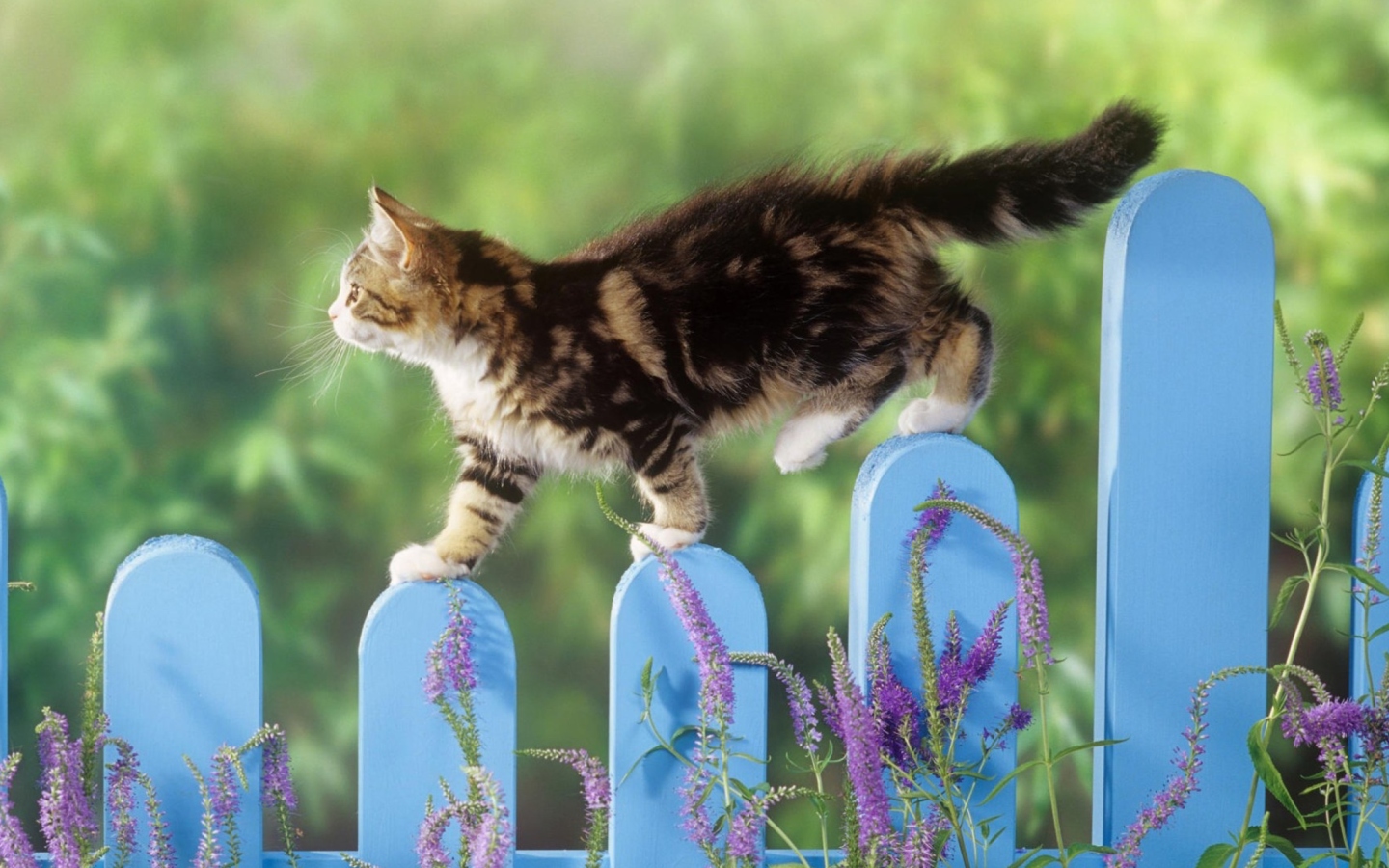 Screenshot №1 pro téma Smart Cute Cat 1440x900