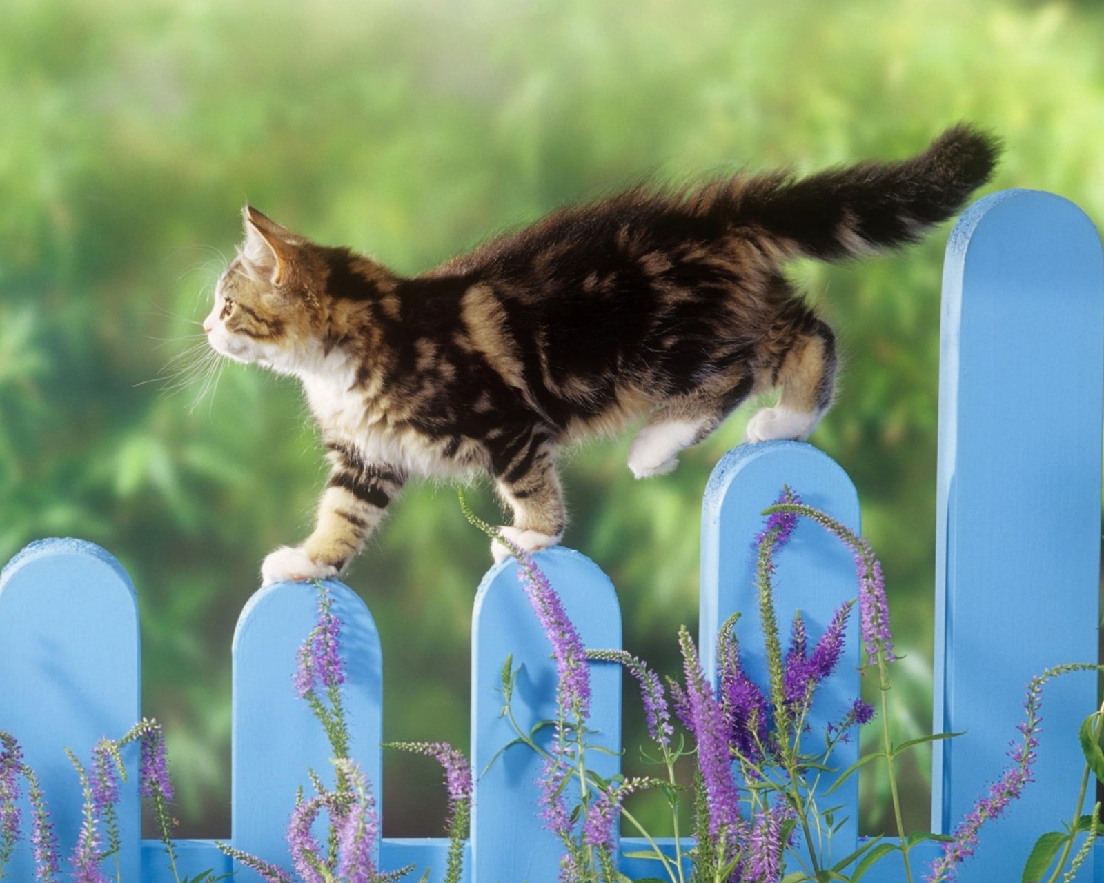 Das Smart Cute Cat Wallpaper 1600x1280