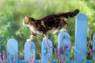 Smart Cute Cat - Obrázkek zdarma pro LG Optimus M